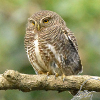 Asian Barred Owlet